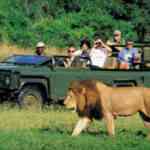 zambia adventure safari open vehicle and lion