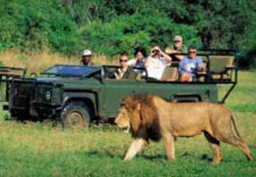 zambia adventure safari open vehicle and lion
