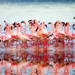 Flamingos-walvis bay