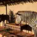 wekebi zebras at lodge entrance door