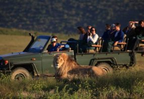 game-drive-open safari vehicle lion