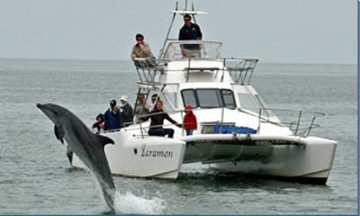 catamaran dolphin cruise walvis bay