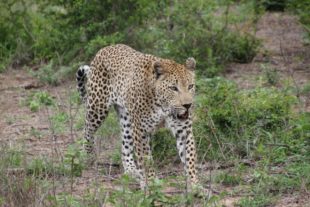 South Luangwa National Park leopard IrinaAfricaSafaris