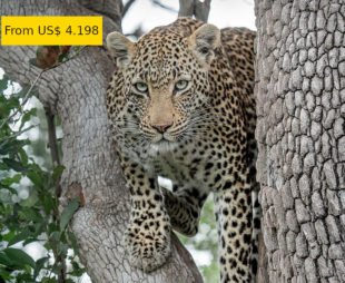 leopard botswana 7 days special