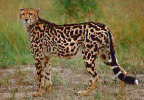 beautiful- cheetah