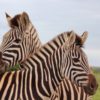 two zebras
