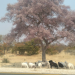 Goats under Acacia