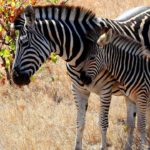 zebra mother and cub