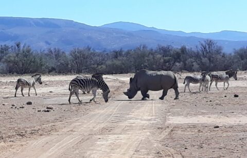 Aquila Game Reserve Rhino with Zebras